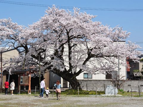 黒部　100年桜