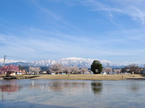 コラーレの桜