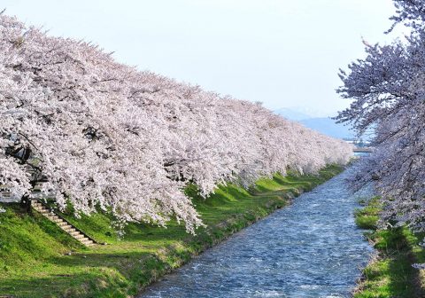 朝日町　舟川べりの桜