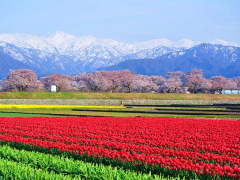 朝日町　舟川べりの桜　春の四重奏