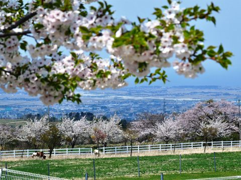 くろべ牧場の桜