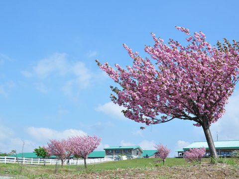 くろべ牧場の子福桜