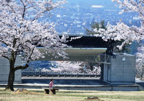 宮野山の桜