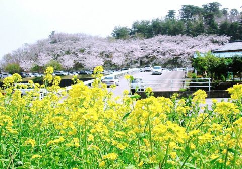 宮野山の桜