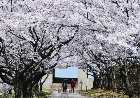 宮野山の桜並木