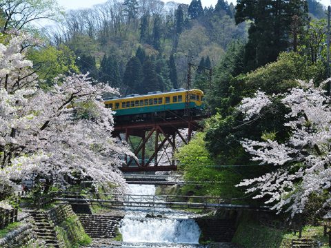 黒部の桜（かぼちゃ電車と）