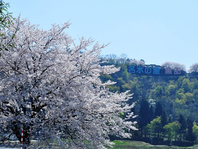 黒部の桜