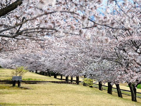 黒部の桜