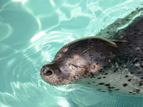 魚津水族館のアザラシ