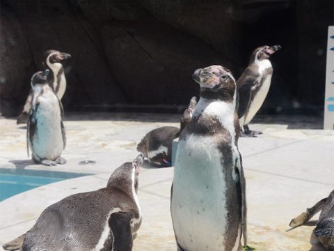 魚津水族館のペンギン