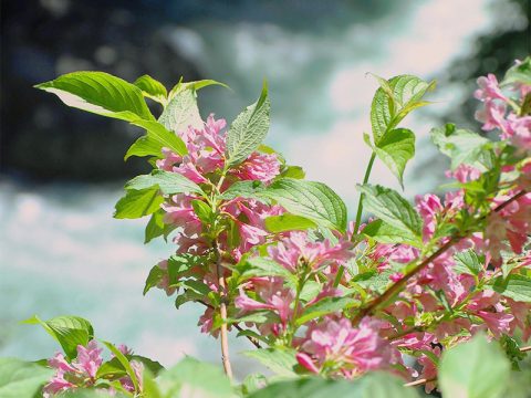 黒部峡谷の花