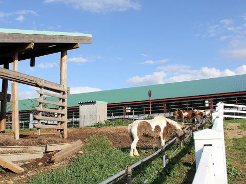 くろべ牧場の牛たち