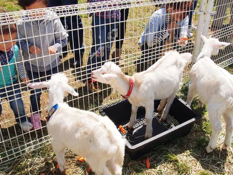 くろべ牧場のやぎとふれあい体験