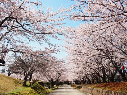 黒部の桜の名所　宮野運動公園