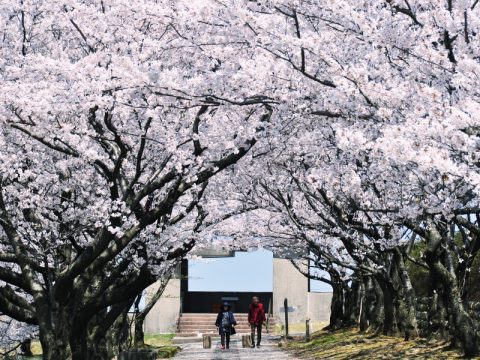 黒部の桜の名所　宮野運動公園