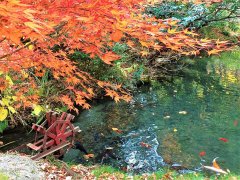 宇奈月公園の紅葉